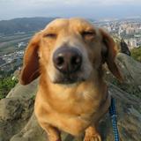 由 boogieboo (刊登 ID 1383456677，圖片 1) 提交，位於 的 (類別：)，說明：。