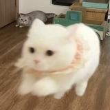 （分類：）位於 。 由 goodbuy_xd 提交（商品編號 1362798087，圖片 1）。簡介： 。
