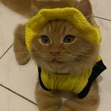 (Kategori: ) berada di . Dikirim oleh kochengoyen (ID iklan 1180853324, Gambar 1). Deskripsi: .