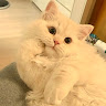 (Category: ) located in . Submitted by tong_mochi (Listing ID 1362602753, Image 1). Description: .