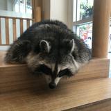 (Category: ) located in . Submitted by gladysnyy (Listing ID 1371102673, Image 1). Description: .