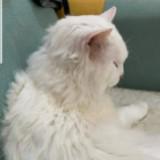 （分類：）位於 。 由 Loveyycat 提交（商品編號 1192956026，圖片 1）。簡介： 。