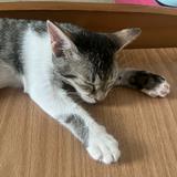 由 dollllllris (刊登 ID 1374685458，圖片 1) 提交，位於 的 (類別：)，說明：。
