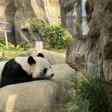 (分類:)位於 。 由 gicahk 提交(商品編號 1453596306,圖片 1)。簡介: 。