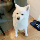 由 i__wendy (刊登 ID 1361932547，圖片 1) 提交，位於 的 (類別：)，說明：。