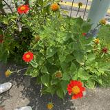 (Category: ) located in . Submitted by flowerandsun (Listing ID 1373110711, Image 1). Description: .