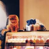 由 chikens_shop (刊登 ID 1386036003，圖片 1) 提交，位於 的 (類別：)，說明：。