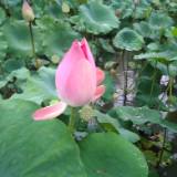 (Kategori: ) berada di . Dikirim oleh iblrz99 (ID iklan 1342810412, Gambar 1). Deskripsi: .