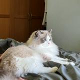 （分類：）位於 。 由 lllameeee 提交（商品編號 1375641167，圖片 1）。簡介： 。