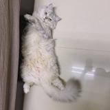 由 dawnlin27 (刊登 ID 1386227614，圖片 1) 提交，位於 的 (類別：)，說明：。