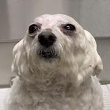 (Category: ) located in . Submitted by fayechongg (Listing ID 1335567965, Image 1). Description: .