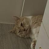 由 haleylin_ (刊登 ID 1380433967，圖片 1) 提交，位於 的 (類別：)，說明：。