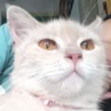 (Kategori: ) berada di . Dikirim oleh jjanggie (ID iklan 1224996500, Gambar 1). Deskripsi: .