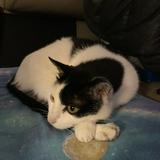（分類：）位於 。 由 lang_ 提交（商品編號 1313162098，圖片 1）。簡介： 。