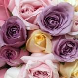 （分類：）位於 。 由 petiterose28 提交（商品編號 1335485306，圖片 1）。簡介： 。