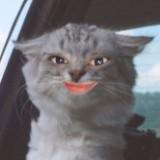 (Category: ) located in . Submitted by tigernroses (Listing ID 1458850713, Image 1). Description: .