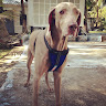 由 weimaraner22059 (刊登 ID 1359690190，圖片 1) 提交，位於 的 (類別：)，說明：。
