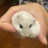 （分類：）位於 。 由 nlyyyy 提交（商品編號 1374862869，圖片 1）。簡介： 。