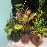 (Category: ) located in . Submitted by JTayl (Listing ID 1304825498, Image 1). Description: .