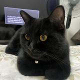 (Category: ) located in . Submitted by peppertheblackcat (Listing ID 1352432445, Image 1). Description: .