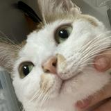 （分類：）位於 。 由 chicchiccsw 提交（商品編號 1230601298，圖片 1）。簡介： 。