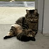 (Category: ) located in . Submitted by chan0872 (Listing ID 1468334124, Image 1). Description: .