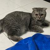 (分類:)位於 。 由 hin.hin 提交(商品編號 1447057326,圖片 1)。簡介: 。