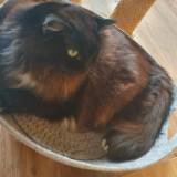 (Category: ) located in . Submitted by zzzz00 (Listing ID 1440673571, Image 1). Description: .