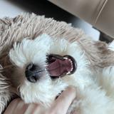 由 hwtchclsw (刊登 ID 1380657465，圖片 1) 提交，位於 的 (類別：)，說明：。