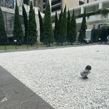 （分類：）位於 。 由 playwithlor 提交（商品編號 1381150283，圖片 1）。簡介： 。