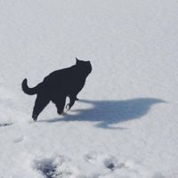 由 a12155062395571 (刊登 ID 1386911576，圖片 1) 提交，位於 的 (類別：)，說明：。