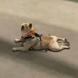 （分類：）位於 。 由 ilovefrenchieandlotso 提交（商品編號 1359629829，圖片 1）。簡介： 。
