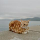 （分類：）位於 。 由 abcmore_ 提交（商品編號 1384684660，圖片 1）。簡介： 。