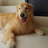(Category: ) located in . Submitted by hungrypuppysg (Listing ID 1379073148, Image 1). Description: .