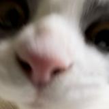 （分類：）位於 。 由 wannasleeprn 提交（商品編號 1187078010，圖片 1）。簡介： 。