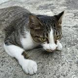 由 tuna0813 (刊登 ID 1305050749，圖片 1) 提交，位於 的 (類別：)，說明：。
