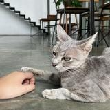 (Kategori: ) berada di . Dikirim oleh callifornyia (ID iklan 1337318478, Gambar 1). Deskripsi: .