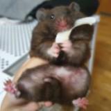 (Category: ) located in . Submitted by javishojx (Listing ID 1200720891, Image 1). Description: .