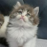 (Category: ) located in . Submitted by Gizmo (Listing ID 1335307564, Image 1). Description: .