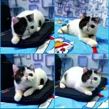 (Kategori: ) berada di . Dikirim oleh kim_moura (ID iklan 1386226984, Gambar 1). Deskripsi: .