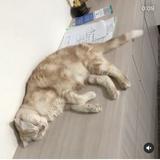 由 chumi0043 (刊登 ID 1383217471，圖片 1) 提交，位於 的 (類別：)，說明：。