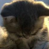(Category: ) located in . Submitted by despcndent (Listing ID 1371527988, Image 1). Description: .