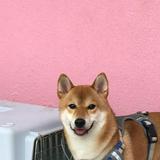 （分類：）位於 。 由 ddldddd616 提交（商品編號 1376449290，圖片 1）。簡介： 。
