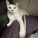 由 ch.judy (刊登 ID 1380156621，圖片 1) 提交，位於 的 (類別：)，說明：。