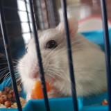 (Category: ) located in . Submitted by blub.crochets (Listing ID 1315285147, Image 1). Description: .