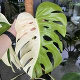 (Category: ) located in . Submitted by hortibotany (Listing ID 1380776401, Image 1). Description: .