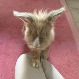 (Category: ) located in . Submitted by Bunnyy (Listing ID 1357976442, Image 1). Description: .