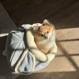 （分類：）位於 。 由 kathysn610 提交（商品編號 1271341337，圖片 1）。簡介： 。