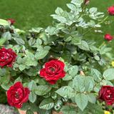 (Category: ) located in . Submitted by thecrystallady (Listing ID 1380162166, Image 1). Description: .