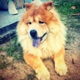 (Category: ) located in . Submitted by Chowchow81 (Listing ID 1375799274, Image 1). Description: .